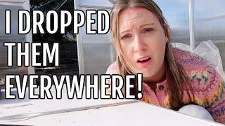 I DROPPED IT EVERYWHERE! / ALLOTMENT GARDENING UK