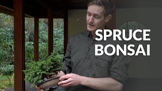 Spruce Bonsai Care (Picea)