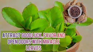 ATTRACT GOODLUCK. FAVORAND OPEN DOORS WITH MIRACLE LEAVES} #viralvideo #explorepage #spiritual