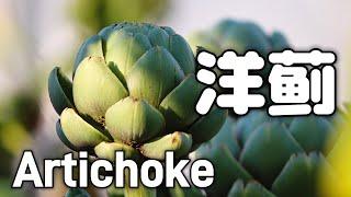 【Edible Garden】Artichoke 洋蓟 - Grow vegetables in backyard