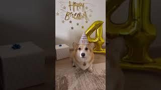 День Рождения корги Варди