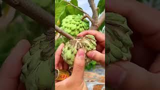 Beautiful  fruits farmer enjoy #shorts #new #nature #fruits #garden #vegetables #foryou #shortvideo