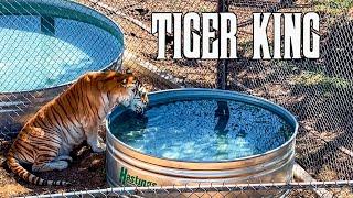 Where did the TIGER KING's tigers go? | The Wild Animal Sanctuary, Colorado