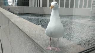 Seagull Yawns, Takes a Poop, and Flies Away