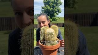 Potting up my cactus aka the beefs  #cactuslovers #cactuscare