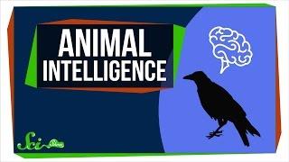 How Smart Are Animals, Really?