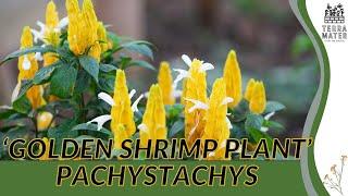 Discover PACHYSTACHYS: The Golden Shrimp Plant for Your Garden! (Pachystachys lutea)