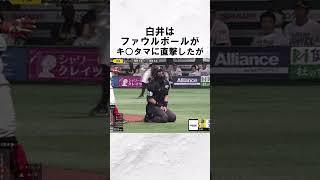 『球審・白井』に関する面白い雑学　#野球解説　#雑学　#白井一行　　#shorts