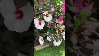 Hardy Hibiscus in full bloom - 12 inch flowers!!
