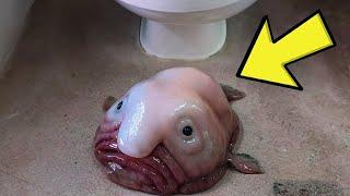 A man finds a "FISH" in the toilet, the vet says, "it's not that, it's not right"