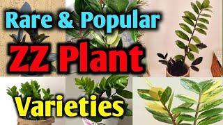 20 Popular and Rare ZZ Plant Varieties with Names and Pictures