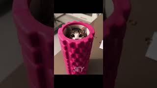 CATS HAVE BEST HIDING SPOTS🫣