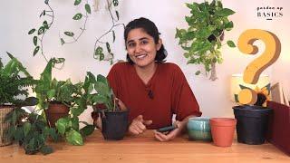 Top Gardening Questions Everyone Asks | Garden Up Basics Ep.26