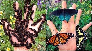 This Rare Butterfly Species Was Dying Out So A Biologist Started A One Man Conservation Effort