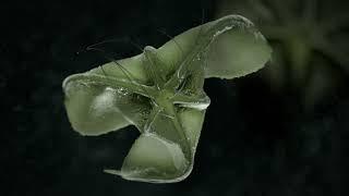 Specimen "F4" - CGI 3D animation - produced with Houdini + Redshift