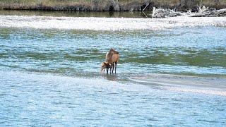 A Newborn Elk's First Day in a Challenging World