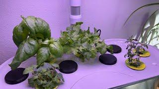 AeroGarden Italian Herb Pods - It’s Worth It!