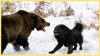 Livestock Guardian Dog Defends Against Bears Attacks