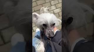Мои собаки