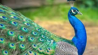 Blue Peafowl Sound from India