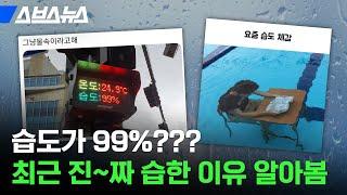 망고랑 수박이면 몰라도 사람 살 습도는 아닌 우리나라 근황 / 스브스뉴스