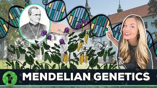 Intro to Heredity | Mendelian Genetics