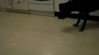 Dummer Hund Meggi will das Licht vom Laserpointer fangen 2v5