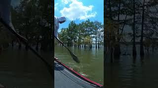  #fishing #bass #viralvideo @shortdecorte