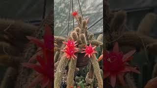 Hildewintera hybrid #cactus #flowers #nature #gardening #cactusjerk
