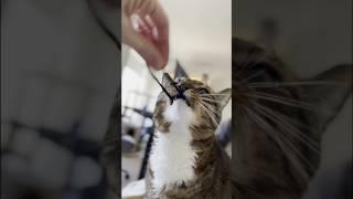 Cat Kisses (Kitty Bites!)#cat #cute #cutecat #funnycats #pets