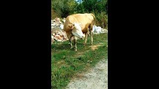 Чья бы корова мычала, а твоя бы молчала - this is a real cow