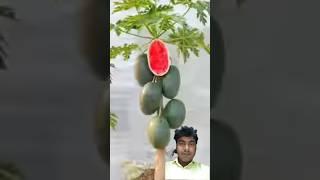 Papaya Or Watermelon  Ek sath#shorts