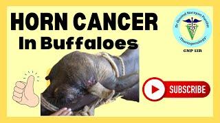 Horn Cancer in Buffaloes: Understanding, Prevention, and Treatment | GNP Sir Channel