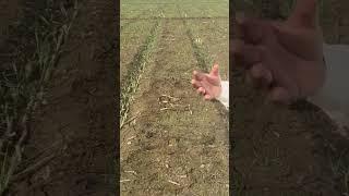 Intercropping of wheat and sugarcane. #agriculturebusiness #farming #sugarcanecrop #sugarcrop