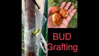 Jujube Bor Ber Bud Grafting  with Parafilm Tape with Results