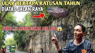 VIRAL..! Gempar Inilah Sosok Ular Bertapa Menjadi Batu Di Atas Jalan Raya Gunung Pegat