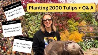 Planting 2000 Tulip Bulbs in Fall!! Why tulip flowers bloom short, Perennial vs Annual Tulips