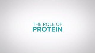 The role of protein in dairy cow nutrition