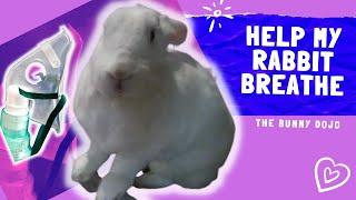 THE BEST WAY TO HELP A BUNNY WITH RESPIRATORY PROBLEMS