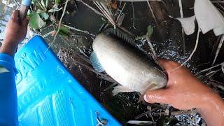 Qúa Khủng Khiếp Toàn Cá Khủng Ở Khu Vực Nhánh Sông Cái | Kích Cá Miền Tây | Catch Fish