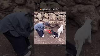 제주 아이랑 가볼만한곳 추천! 어린왕자 감귤밭