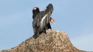 Pinnacles Wildlife-viewing Day Trip - Mostly a California Condor Convergence