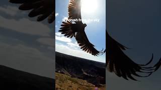 This is why you need an umbrella when you go hiking #shorts #love #trail #eagle #Cocktailhiker