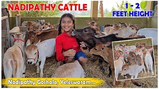 Cows Which could be raised in your Home  | Very Short & Friendly Cows #youtube #viral