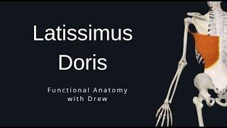 Latissimus Dorsi