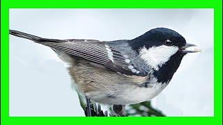 Coal Tit Bird Song, Call, Sound, Chirp, Sound, Voice - Carbonero Garrapinos Canto - Periparus Ater