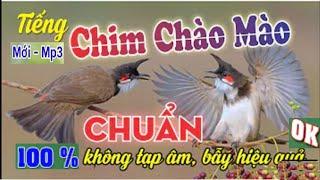 Tiếng chào mào mồi hót gọi bổi cực hay 2021 | Tiếng chao mào mồi hay không tạp âm