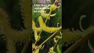 Весна в саду Seedlandia.ru - семена и саженцы декоративных растений для сада и дома