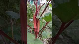 Đậu bắp đỏ cho bữa tối.Red okra for dinner