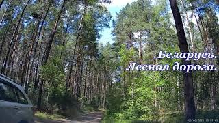 Лесная дорога Беларусь. Forest Scenic Drive in Belarus. Drive through the green covered forest.